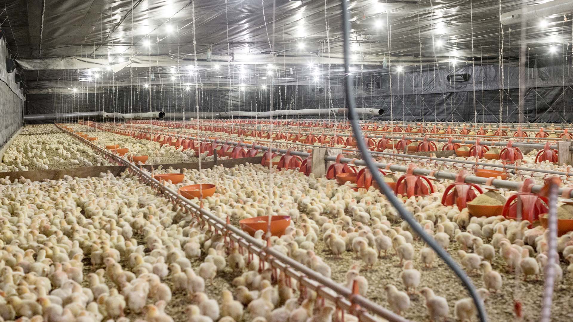 Granja da BRF em Marau (RS); ganhos de eficiência na área agrícola ajuda empresa a melhorar margens | Crédito: Divulgação