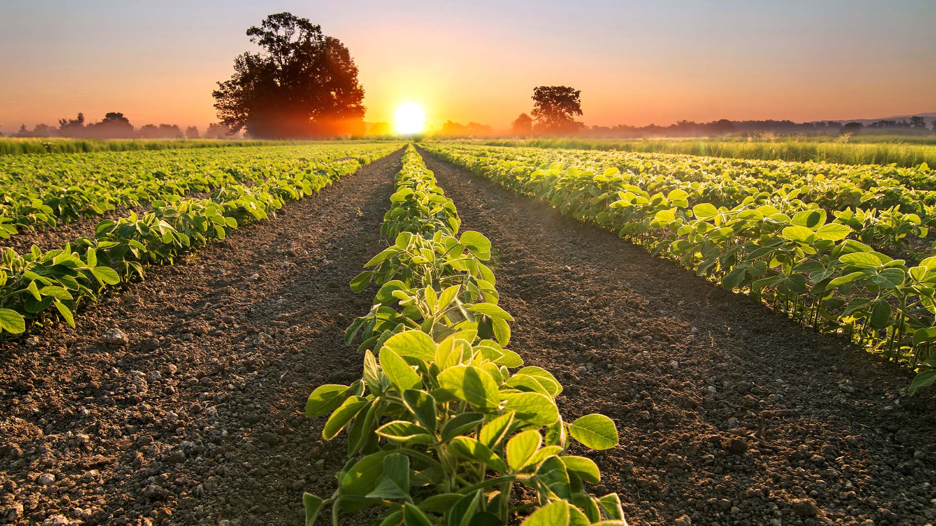 Queda no preço de fazendas e crise no mercado de crédito abrem oportunidades para Fiagros de terra | Crédito: Shutterstock