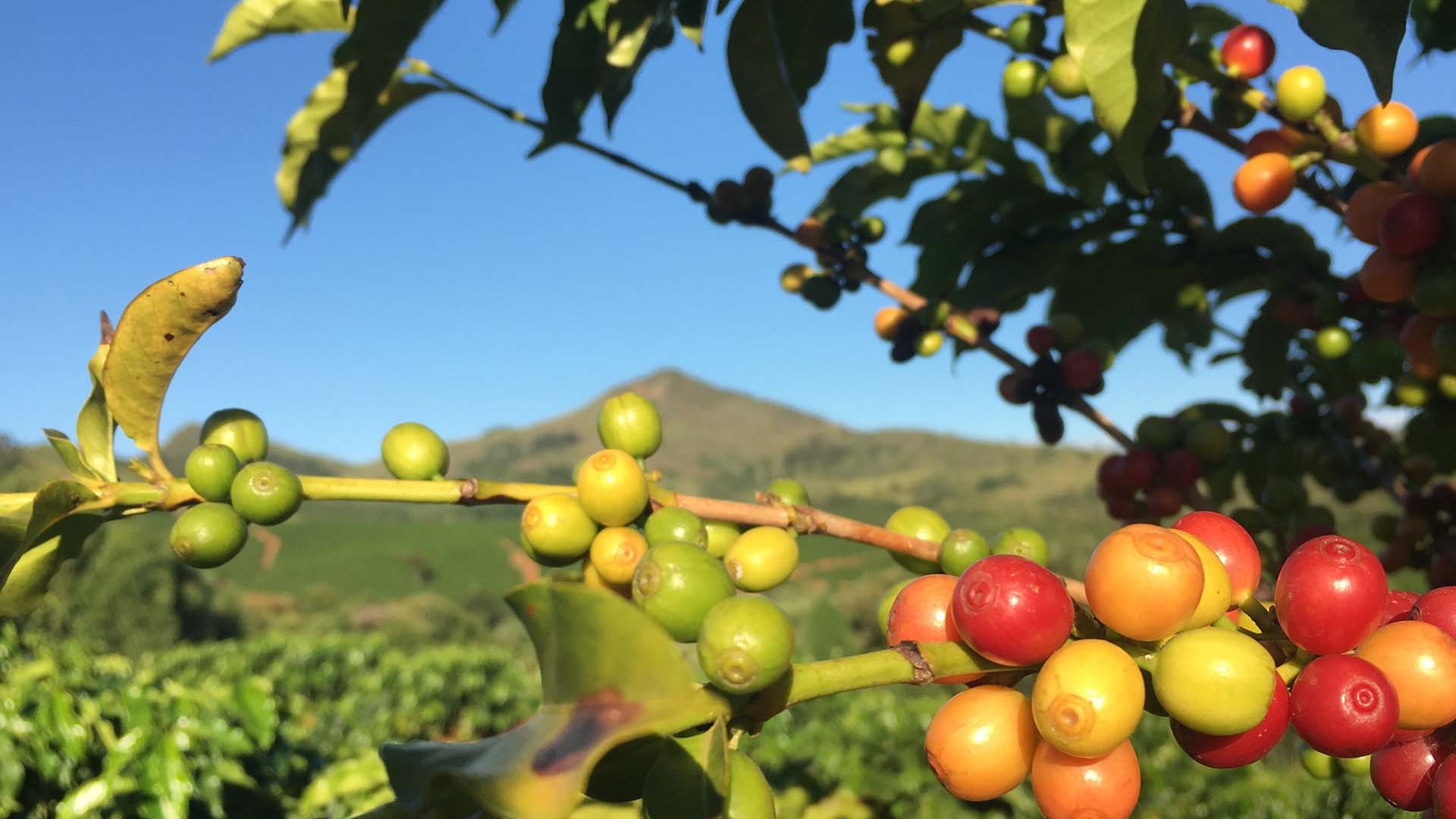 Prêmio por agricultura sustentável precisa chegar logo