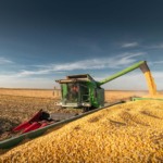 Colheita de milho no Brasil. Agroconsult vê safrinha recorde