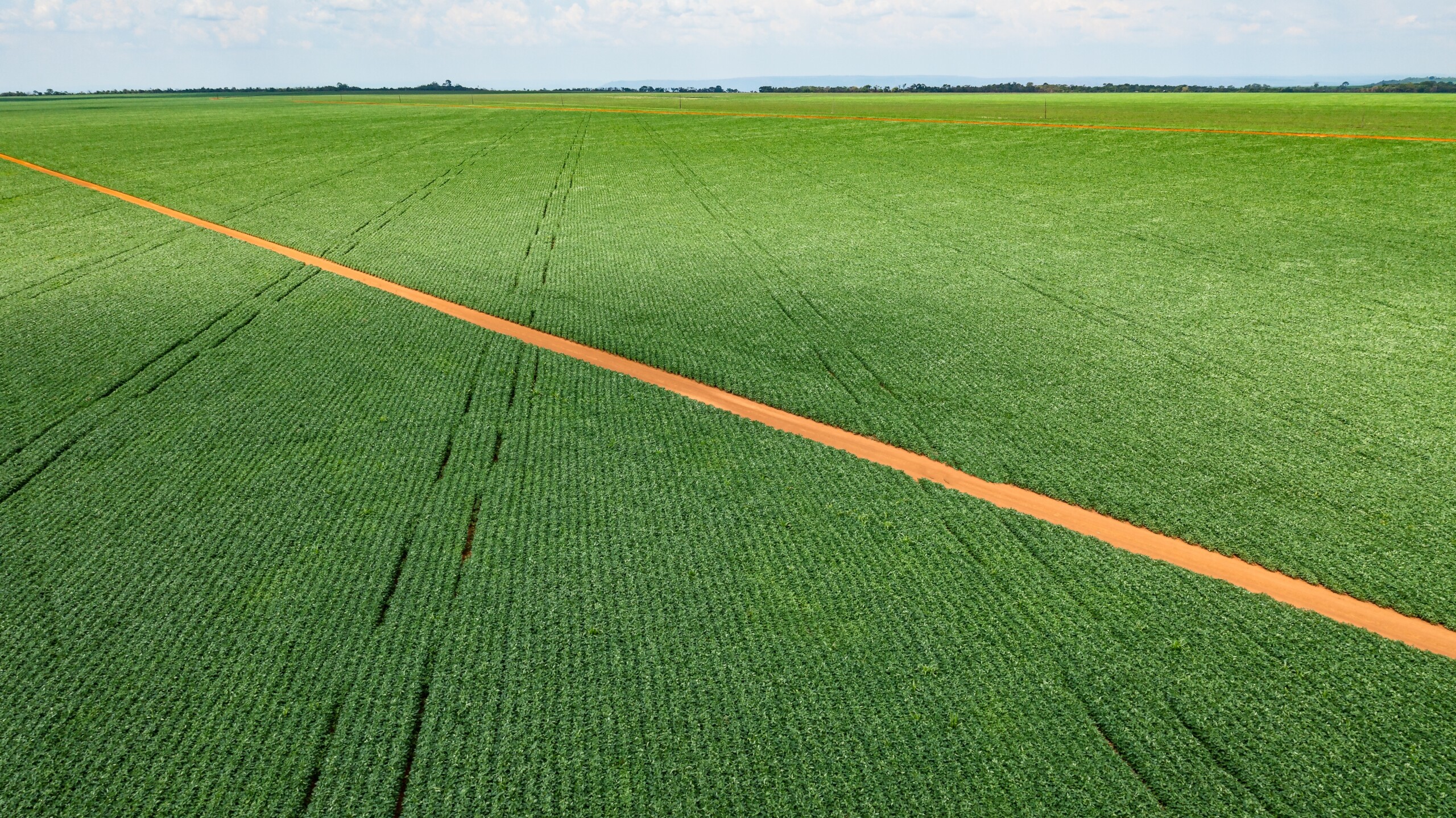 Lavoura de soja em Mato Grosso; BTG recupera fazenda Lavoura de soja em Mato Grosso; BTG recupera fazenda