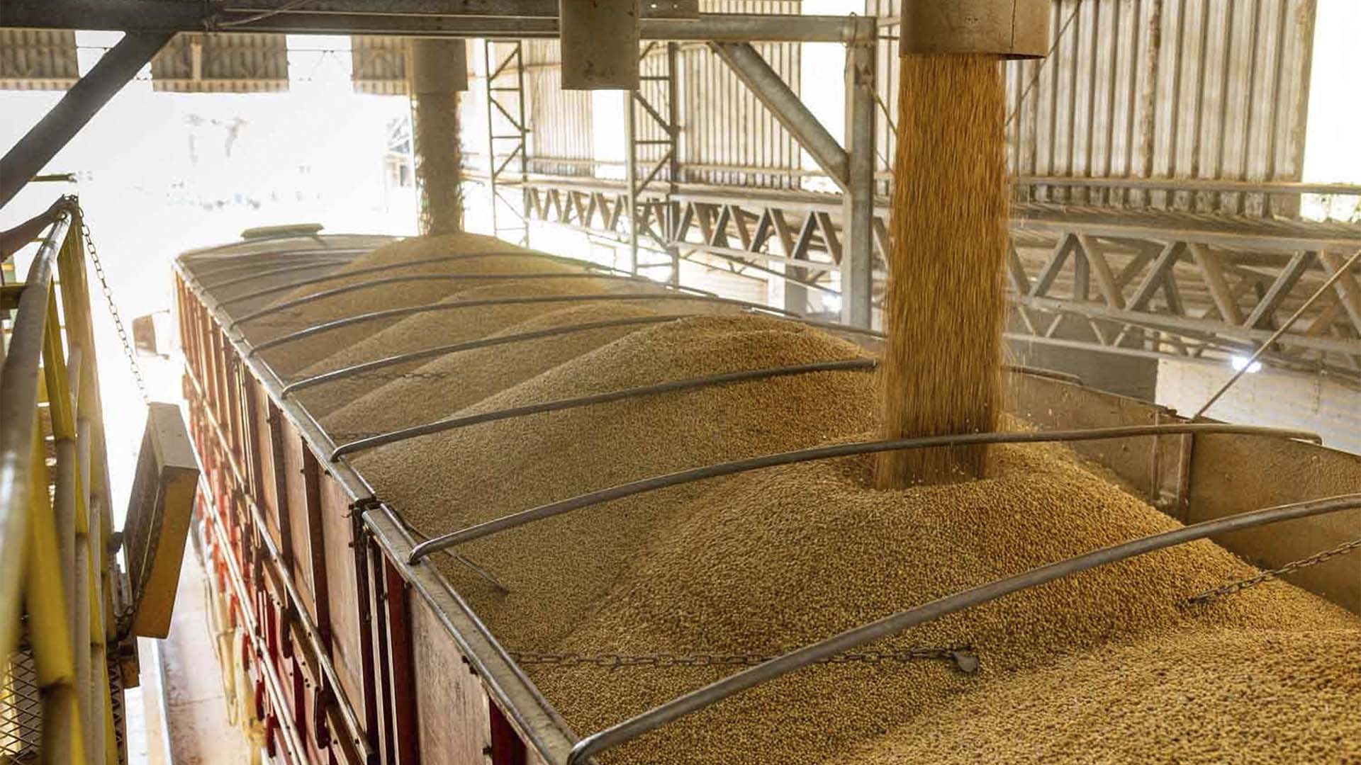 Produção de sementes da SLC na fazenda Pamplona, em Goiás; empresa produzirá 1,12 milhão de sacas de sementes nesta safra | Crédito: Divulgação