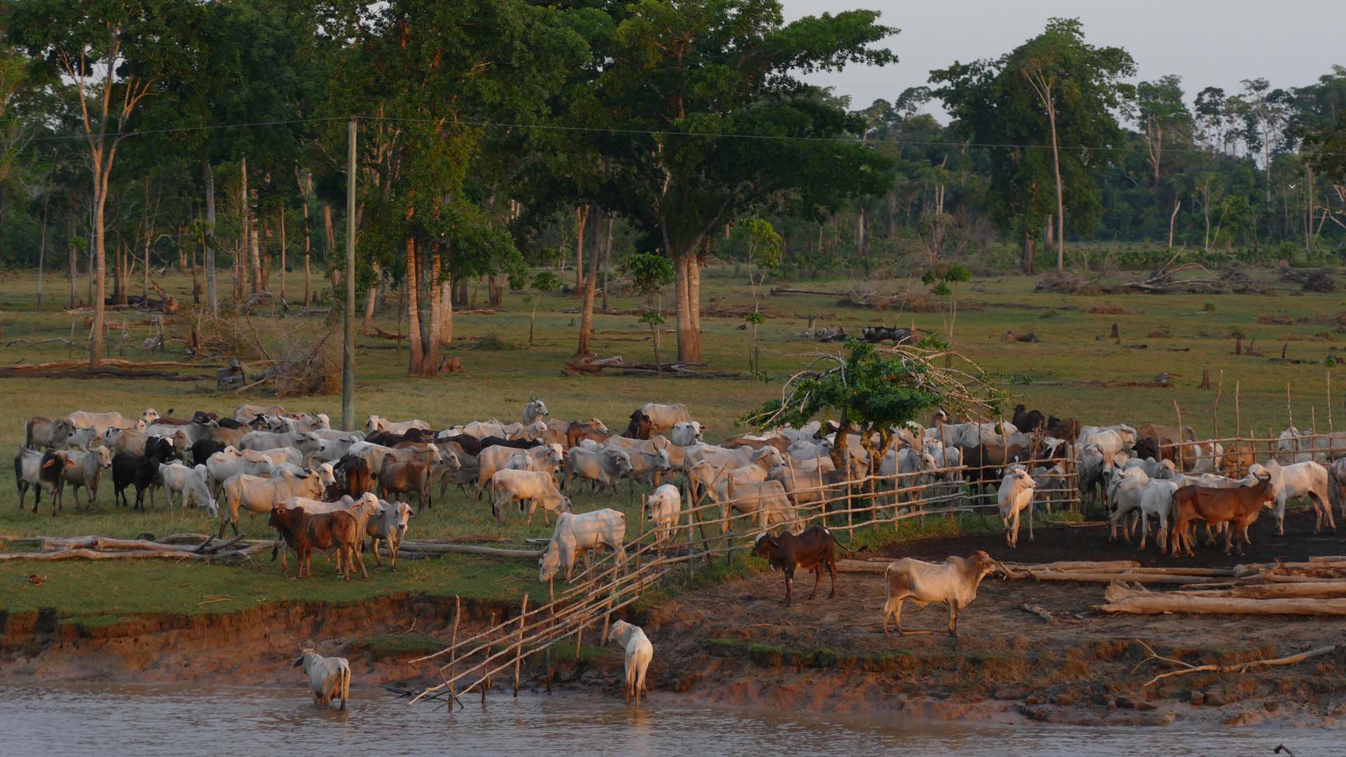 A Marfrig investiu R$ 300 milhões contra o desmatamento. Agora, vai deixar a Amazônia