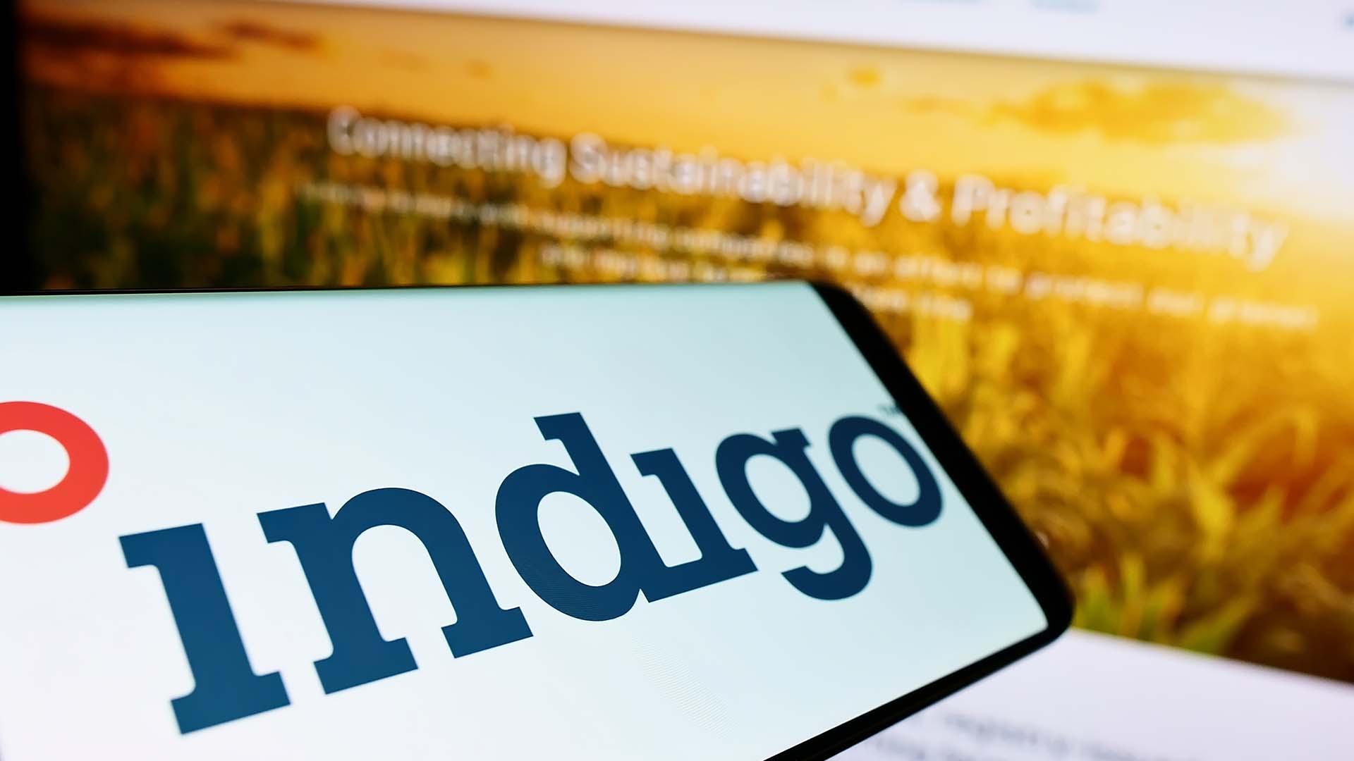 Indigo