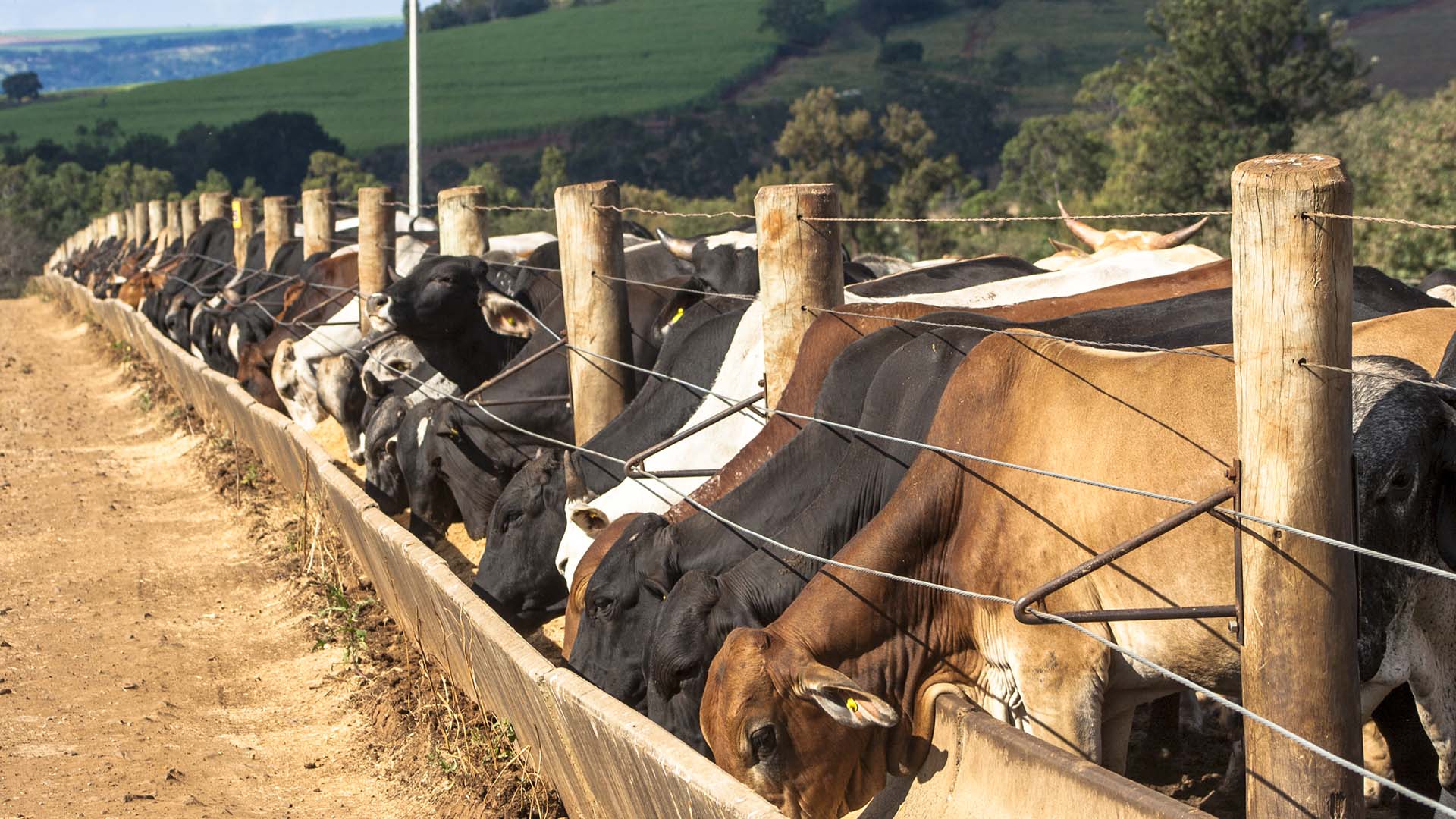 Confinamento em São Paulo; Agro Amazônia retoma raízes na pecuária