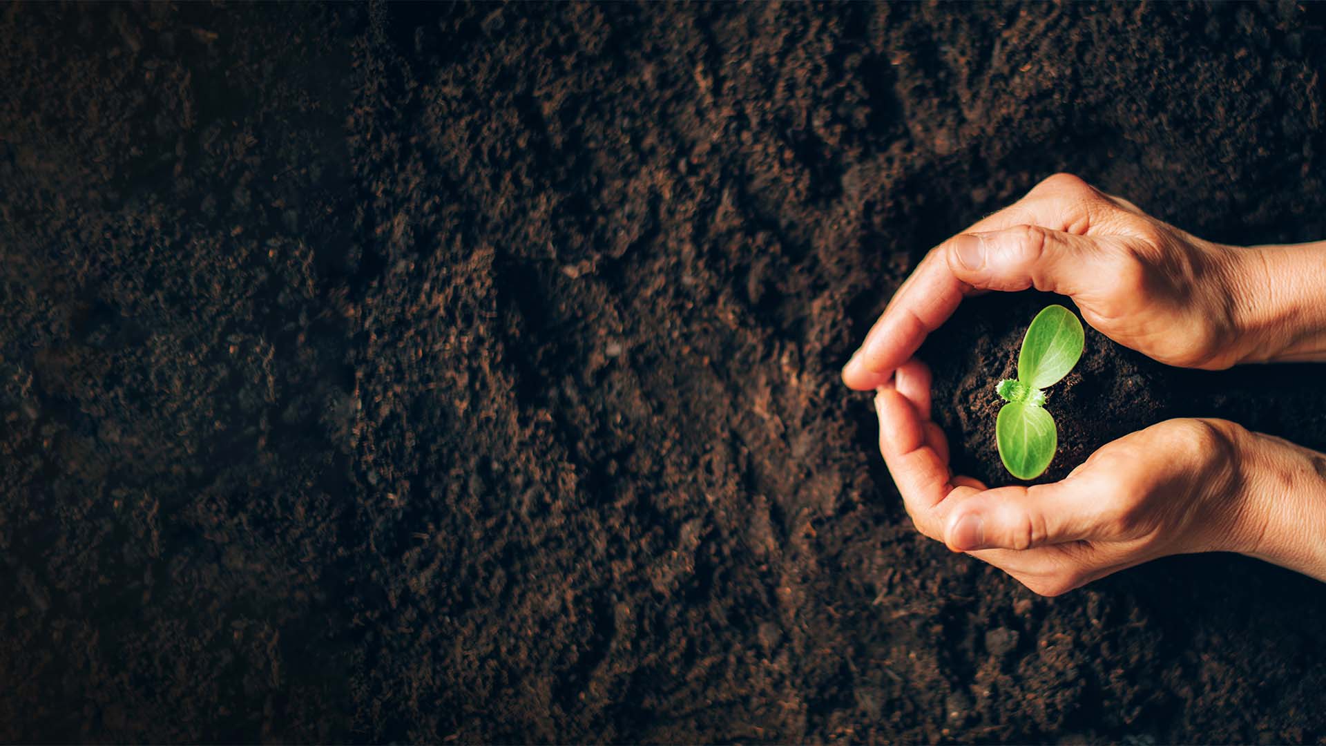Por que o Pátria comprou a TMF Fertilizantes