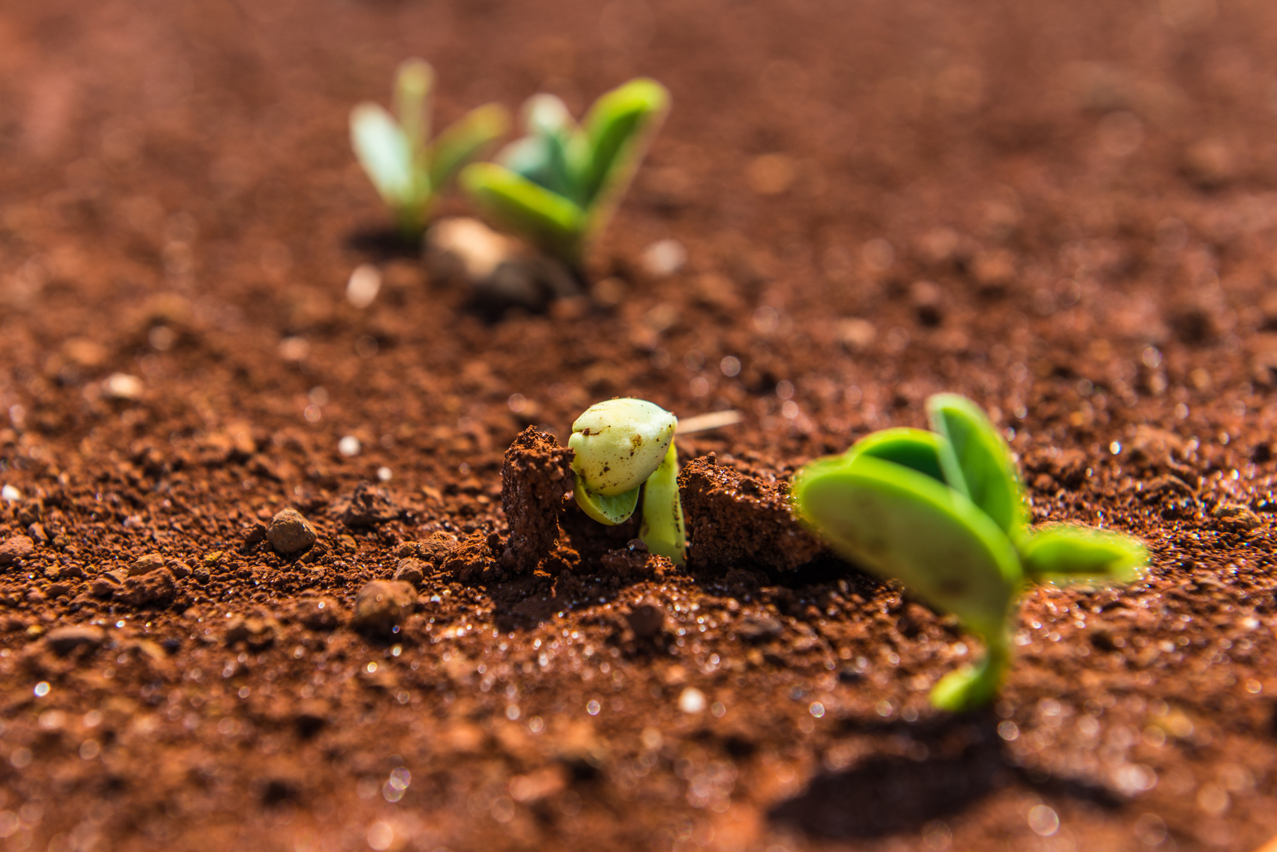 O ambicioso plano da ADM para agricultura regenerativa