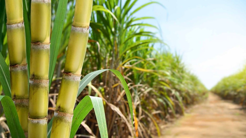 Tereos reduz aplicação de fertilizantes em 30%