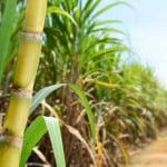 Tereos reduz aplicação de fertilizantes em 30%