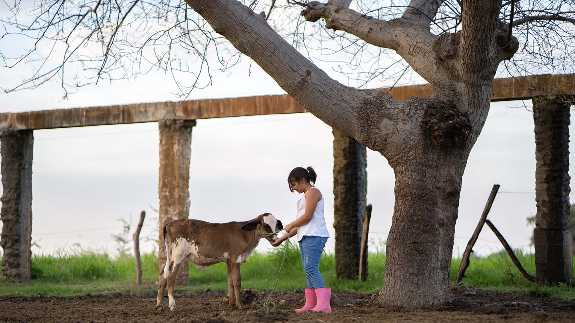 Criação de vaca leiteira que fornece para a Alvoar