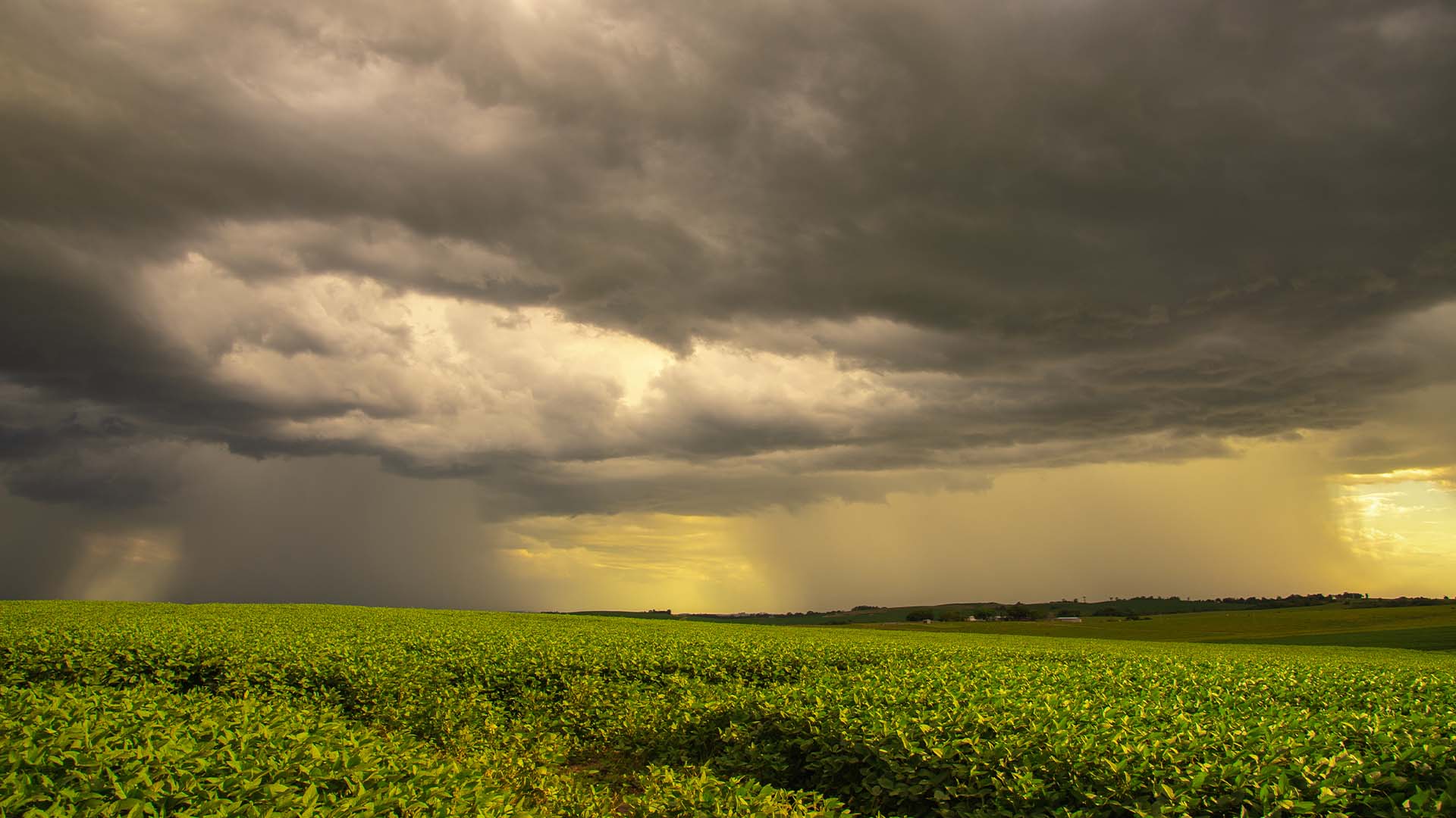 Chuva em campo de soja | Crédito: Schutterstock