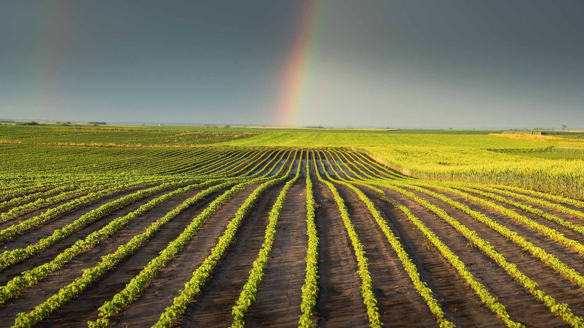 Chuva em plantação de soja