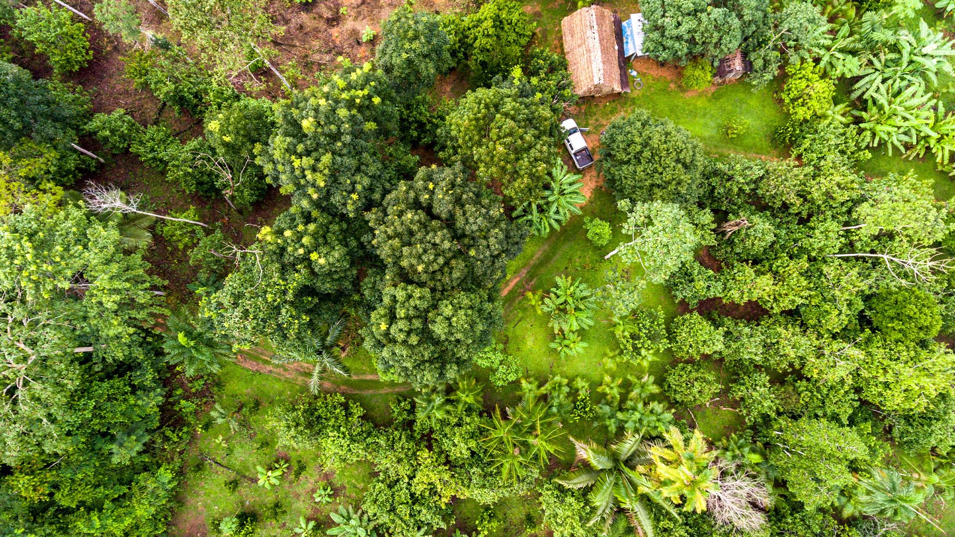 Agrofloresta na Amazônia com variedade de culturas incluindo banana, castanha do Pará, cupuaçu, mamão, abacaxi e mandioca | Crédito: Schutterstock