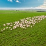 O tamanho da conta (e do benefício) na conversão do pasto degradado no Brasil