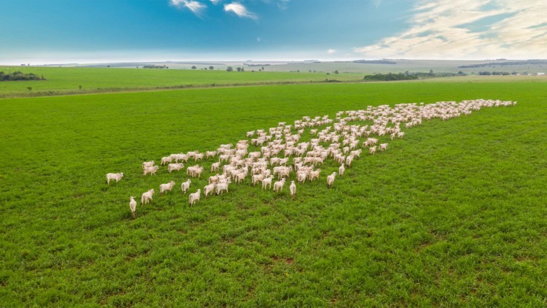 O tamanho da conta (e do benefício) na conversão do pasto degradado no Brasil