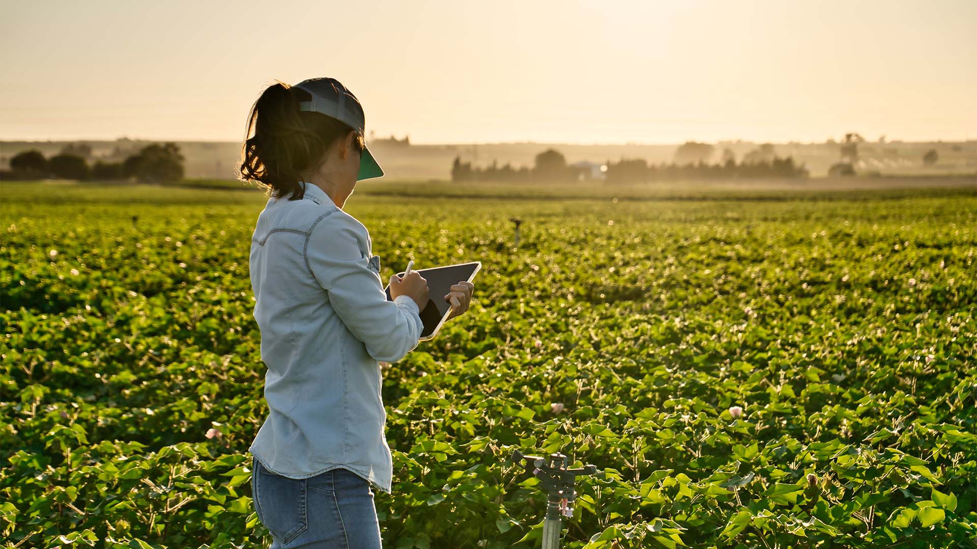 Bayer aumenta poder de compra do produtor ao usar dados do Fieldview em operação de barter