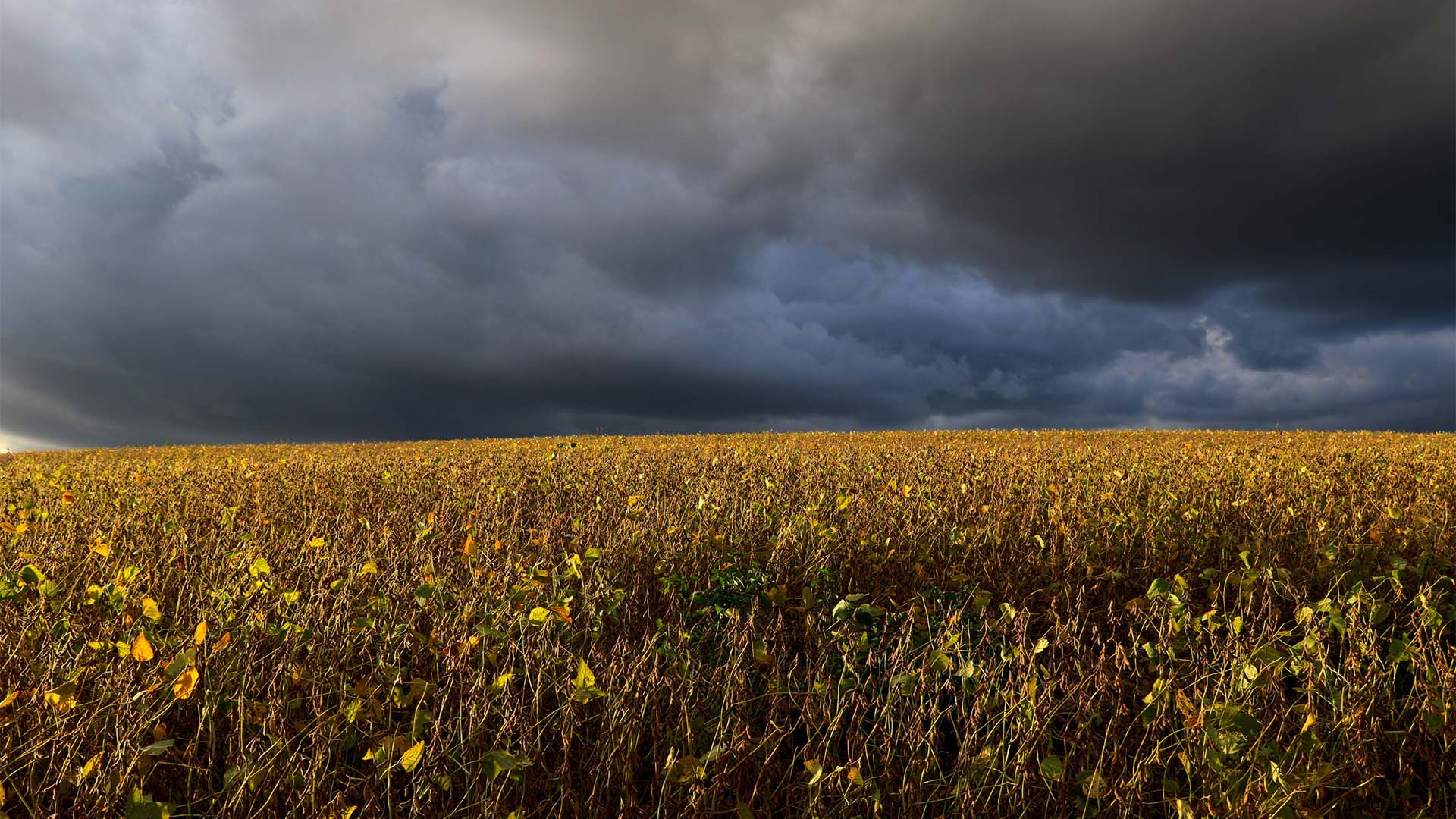 Campo de soja quase pronto para ser colhido em meio a chuva