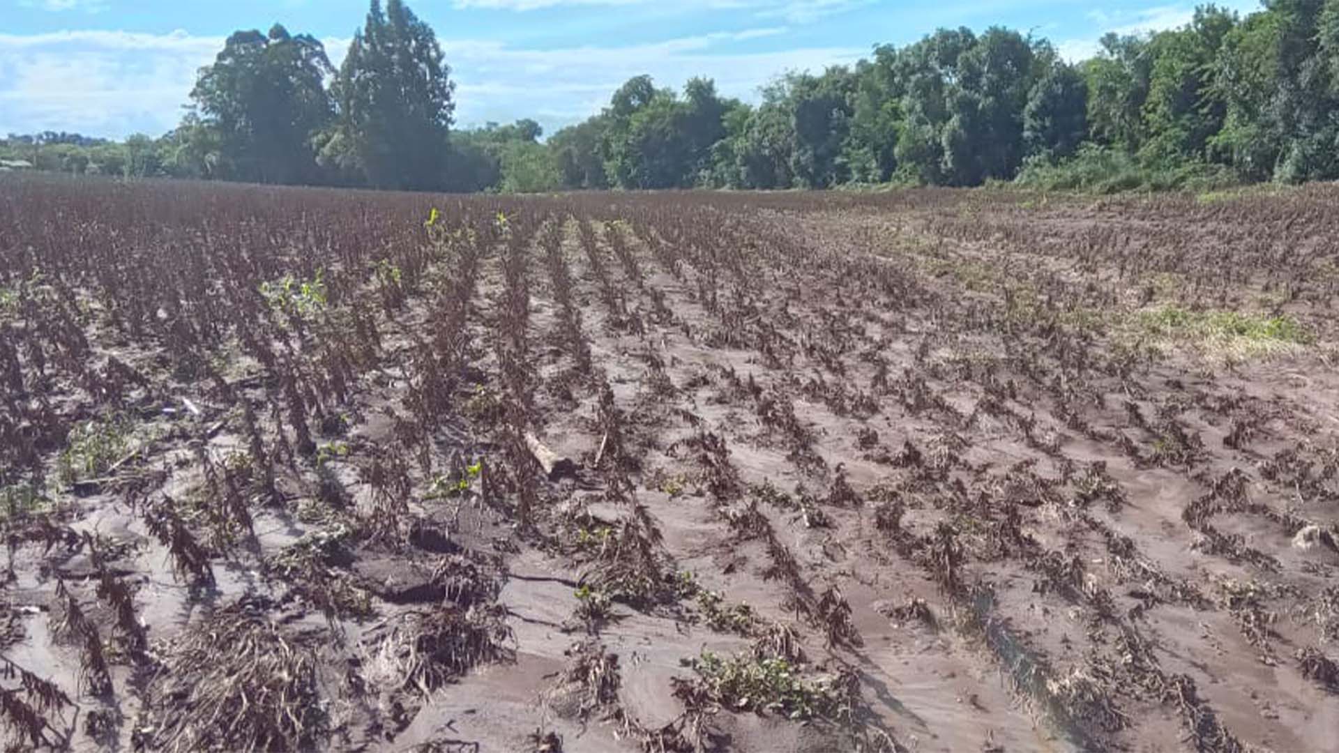 Lavoura de soja afetada por alagamentos em Palmitinho, no Rio Grande do Sul | Crédito: Emater/RS