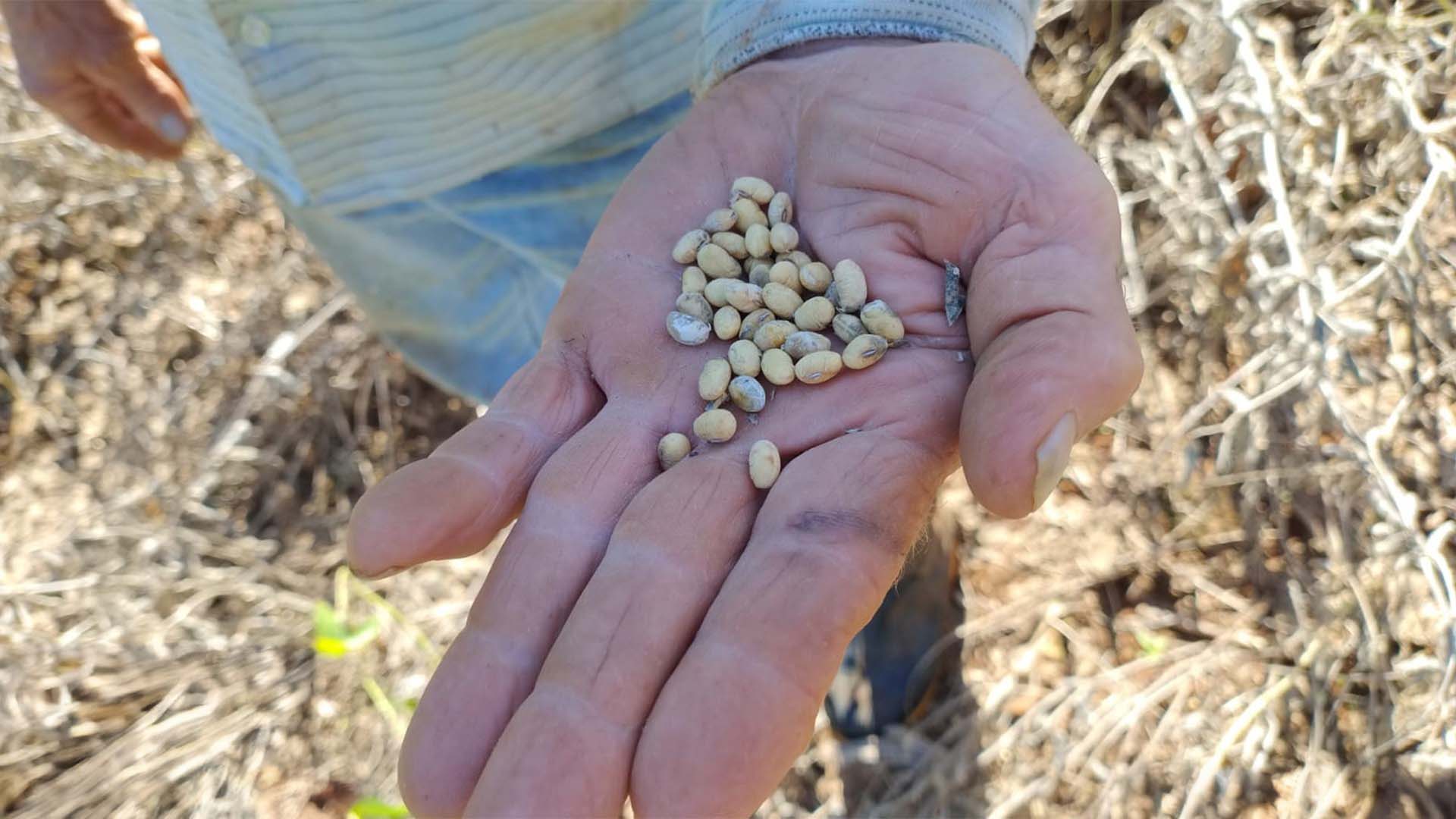 Grão de soja danificado por chuvas no Rio Grande do Sul | Crédito: Emater/RS