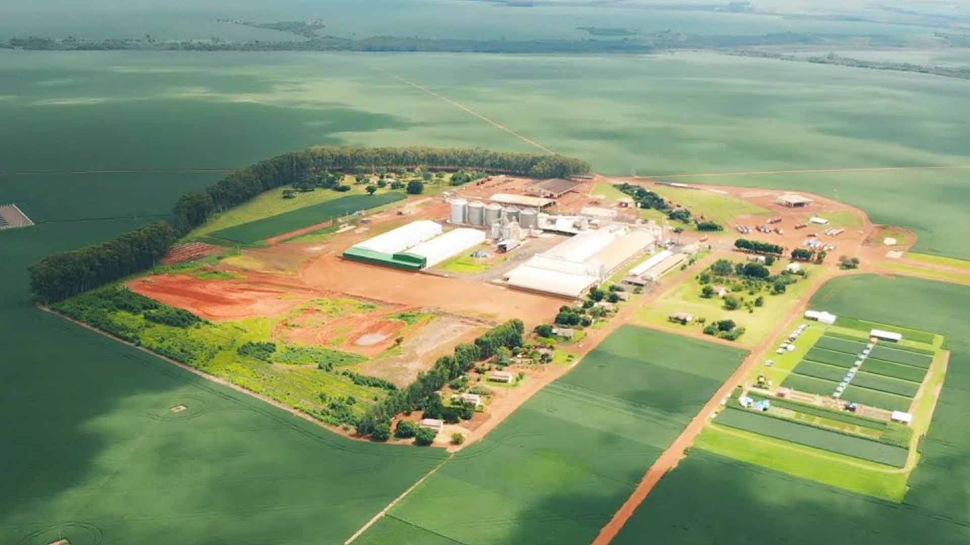 Sementes São Francisco