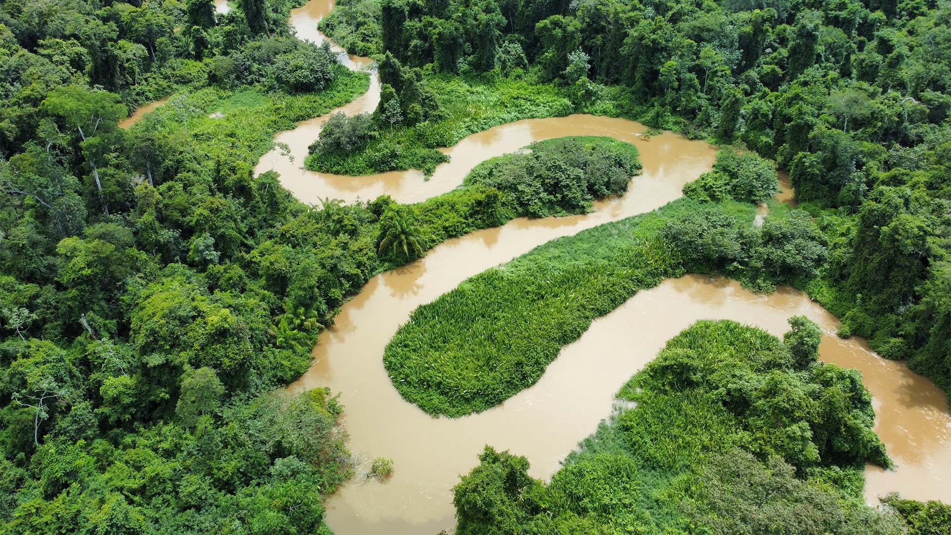 Floresta na Amazônia | Crédito Schutterstock