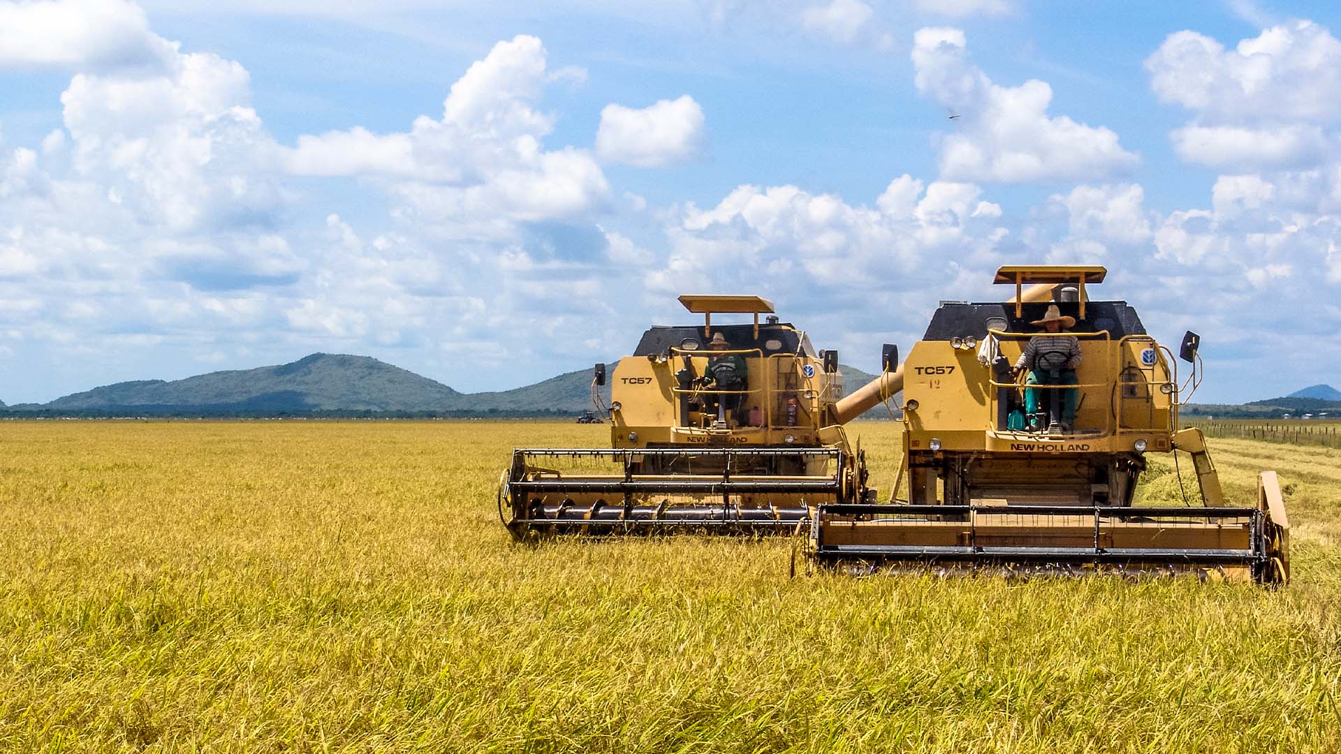 Colheita de arroz em Roraima | Crédito: Schutterstock