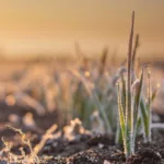 Lavoura de trigo germinando com sinais de geadas | Crédito: Schutterstock