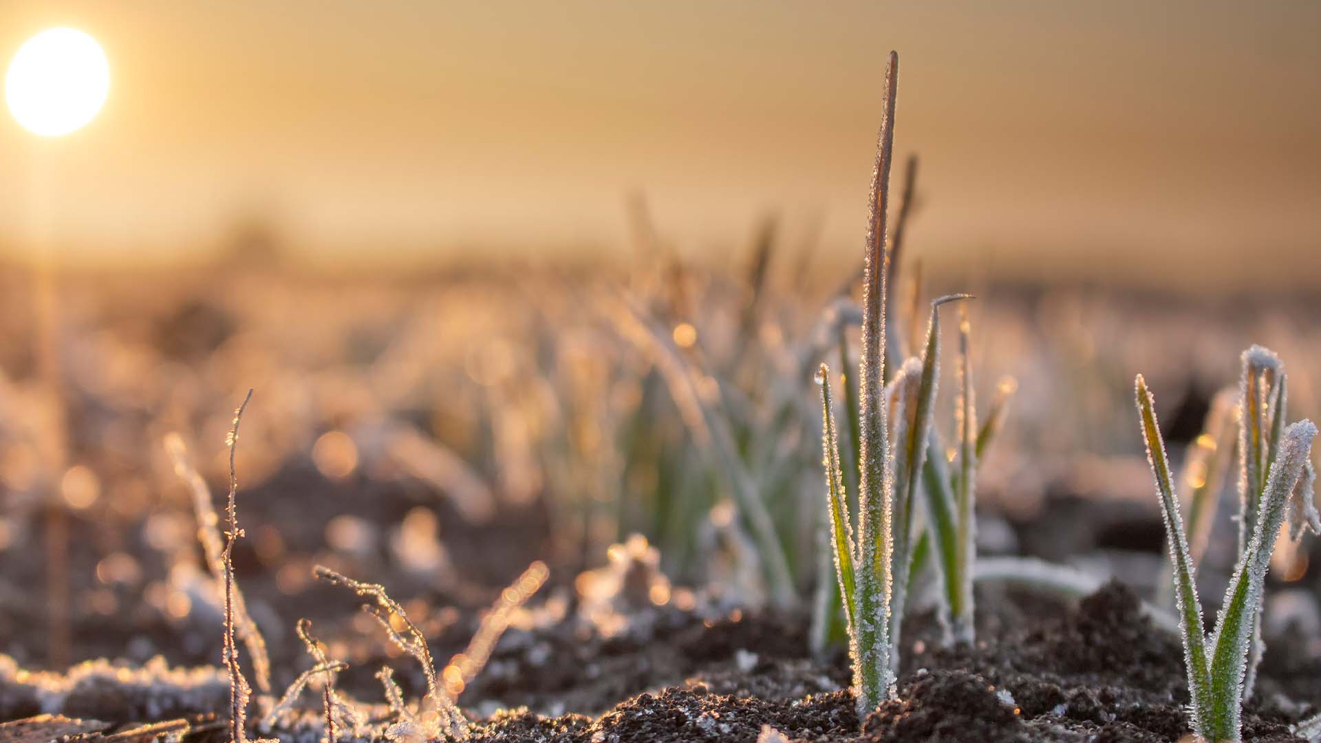Lavoura de trigo germinando com sinais de geadas | Crédito: Schutterstock