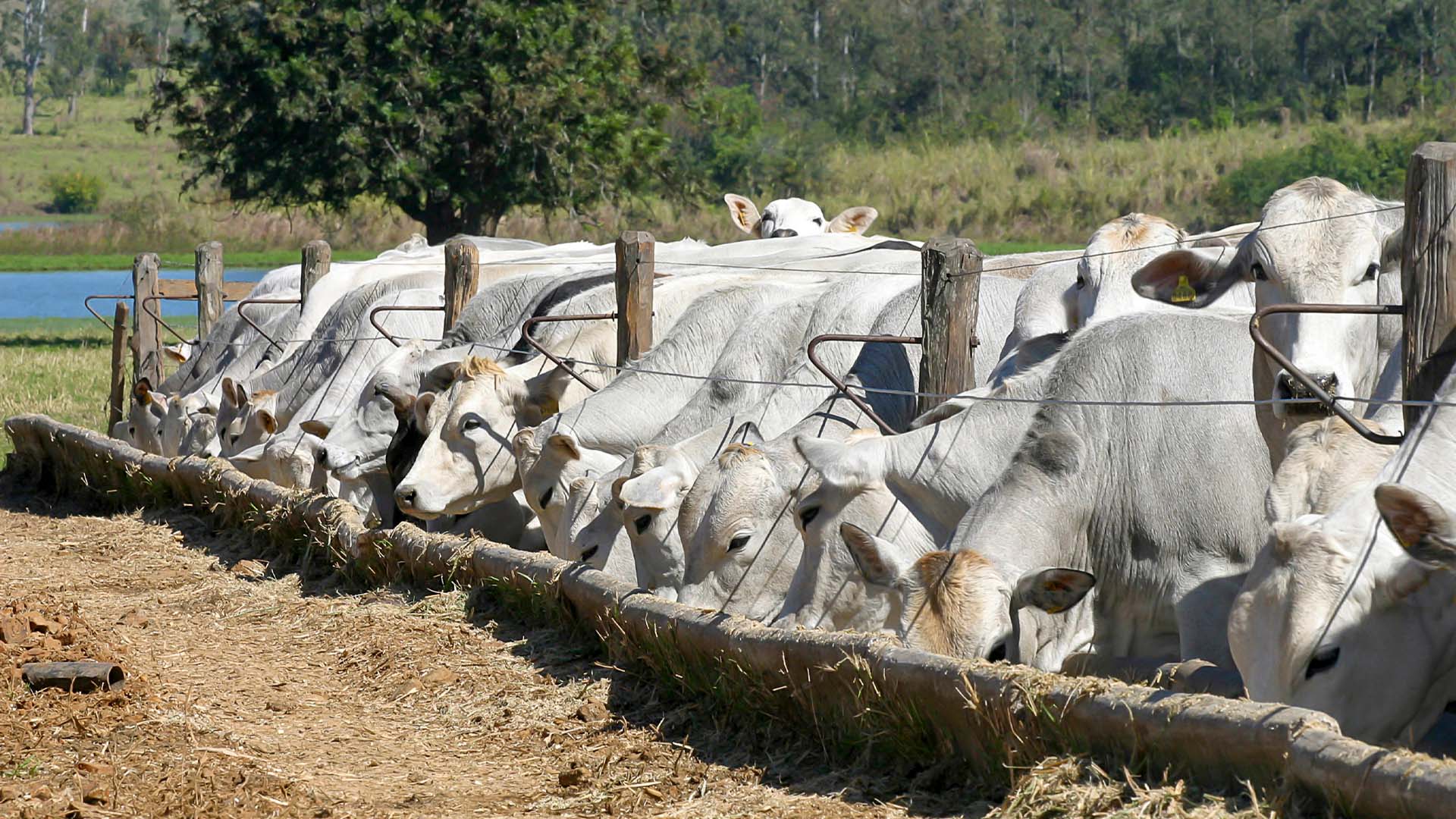 Confinamento de gado em Mato Grosso; exigências da China aumentaram produtividade na pecuária | Crédito: Schutterstock