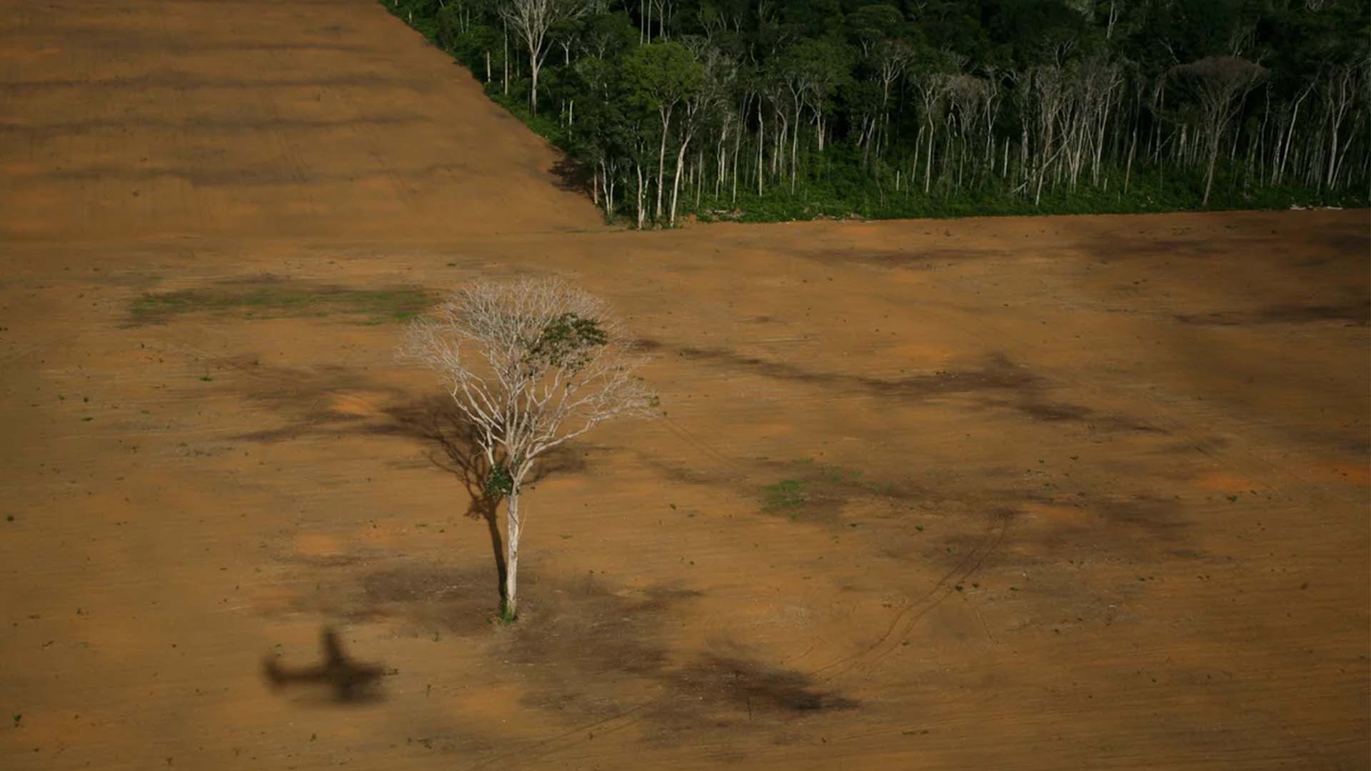 Moratória da soja