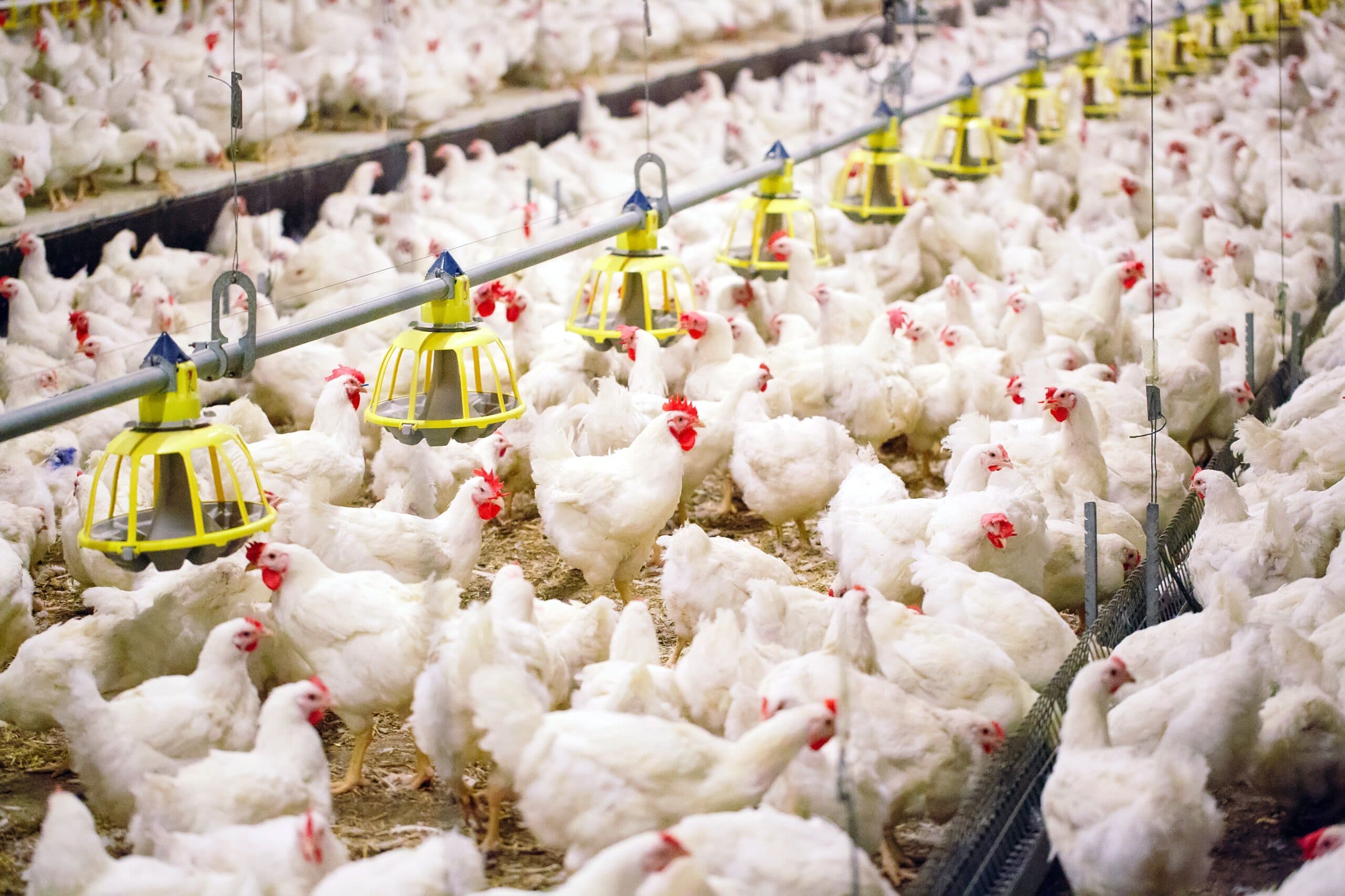Frango; China deve parar de reduzir importações Frango; China deve parar de reduzir importações