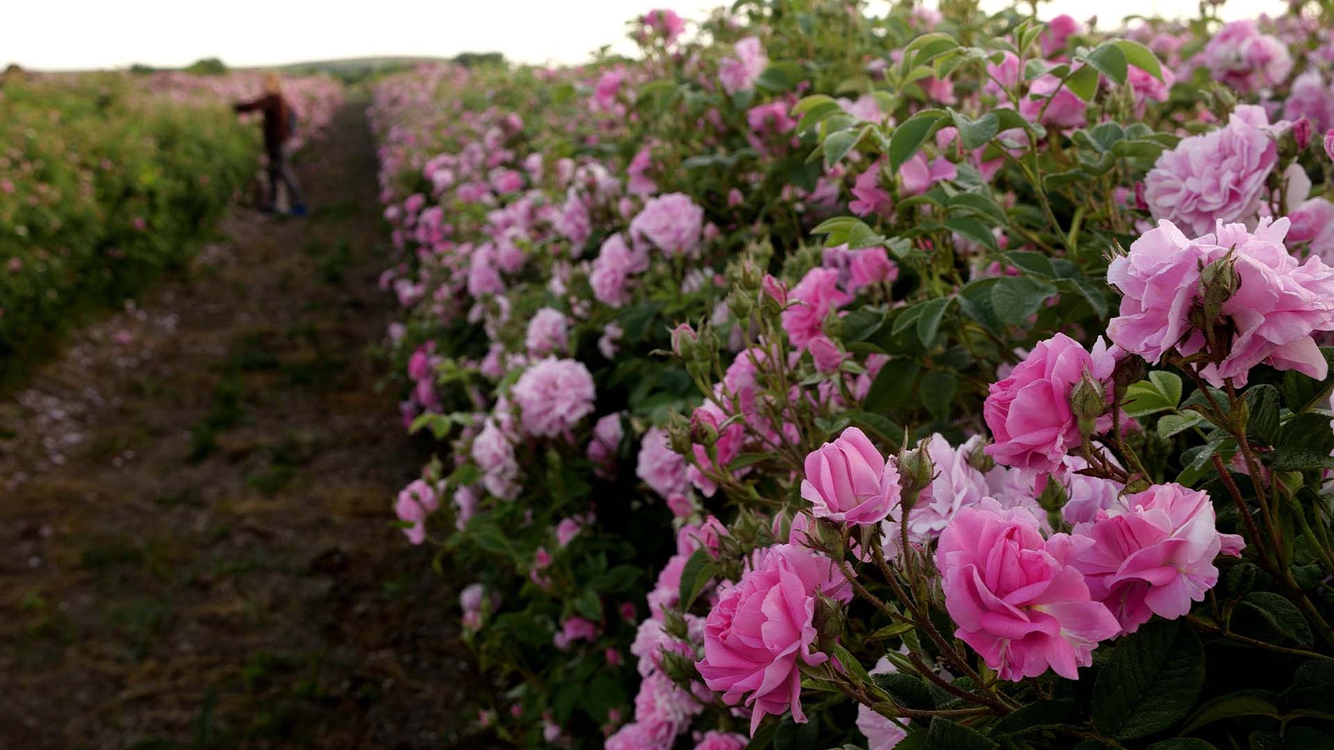 Colheita de rosas; Lavoro entra no Equador com foco no mercado de flores | Crédito: Schutterstock