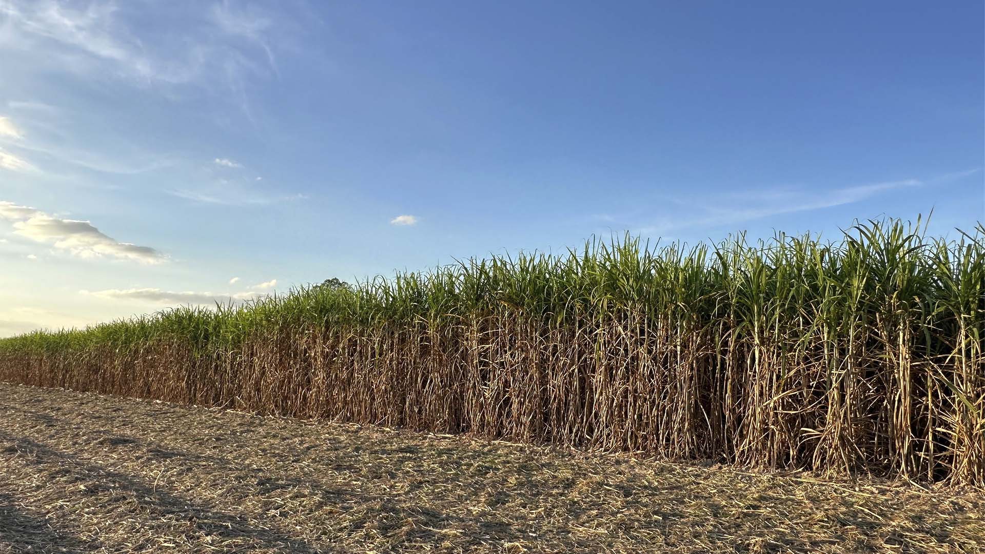 Murcha já causou perdas de até 45% nos canaviais, diz Orplana Murcha já causou perdas de até 45% nos canaviais, diz Orplana