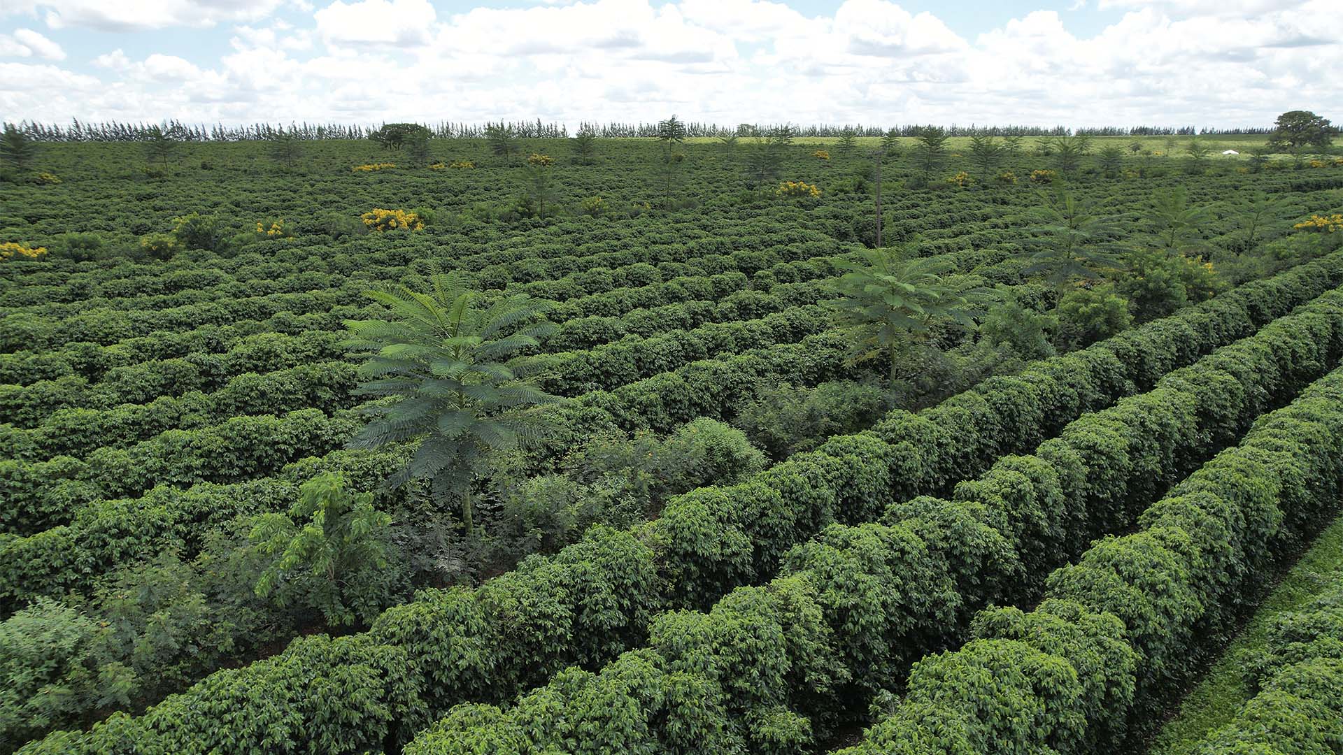 Fazenda de café Três Meninas, propriedade ícone na agricultura regenerativa no Cerrado Mineiro. Crédito: Consórcio Cerrado das Águas