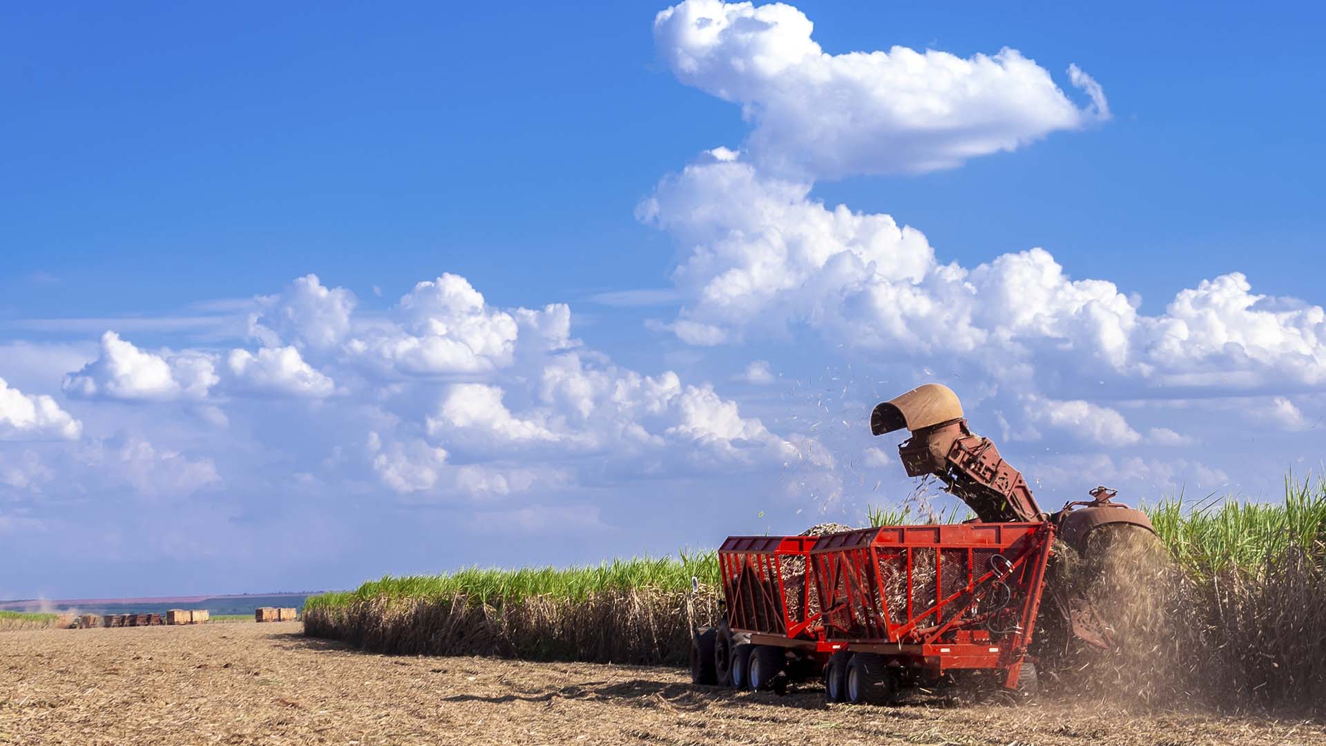 Imagem de canavial; RURA11 recupera crédito de produtor rural