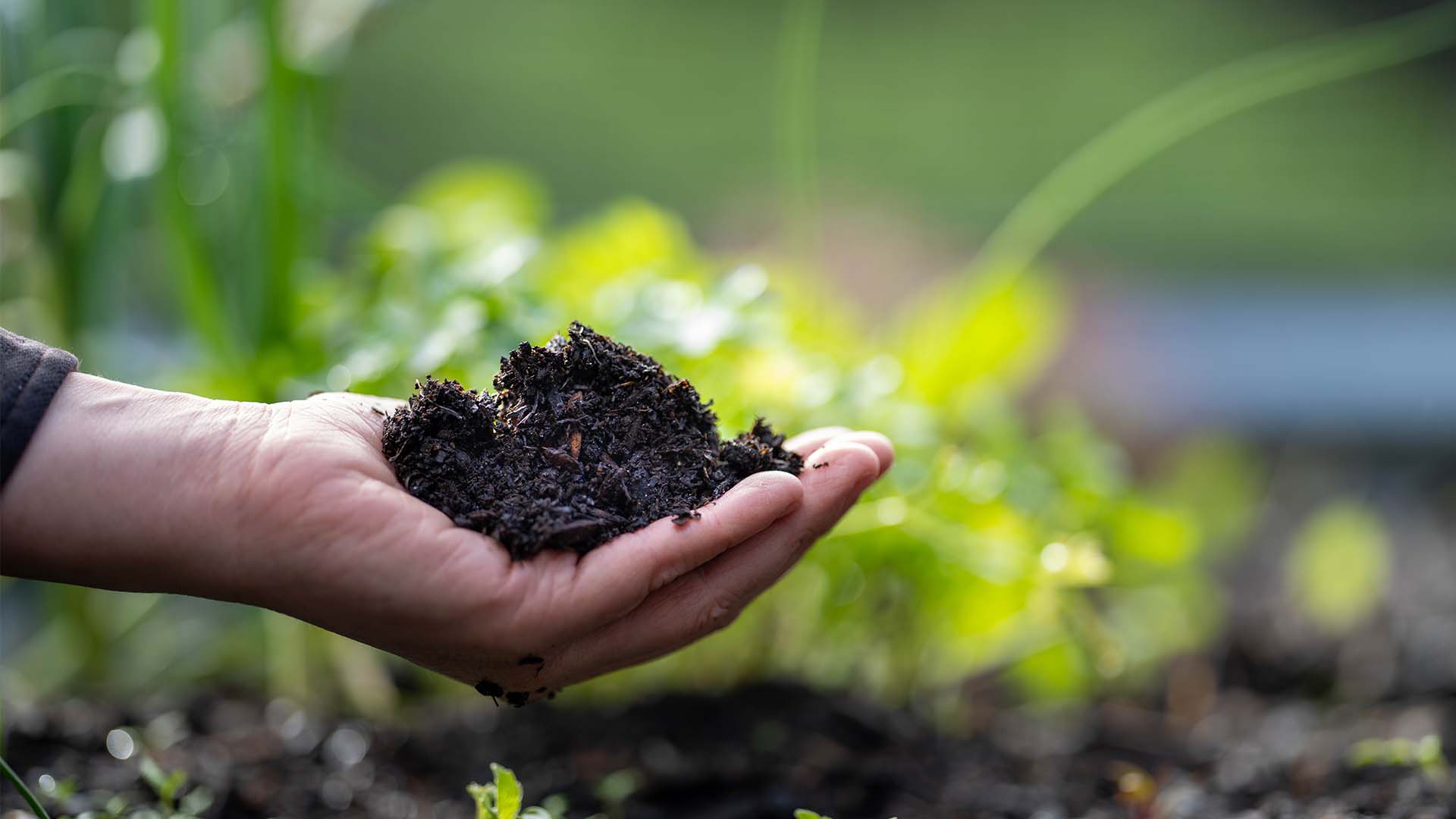 Investidores buscam projetos de agricultura regenerativa