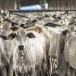 México deve habilitar mais frigoríficos | Crédito: Schutterstock