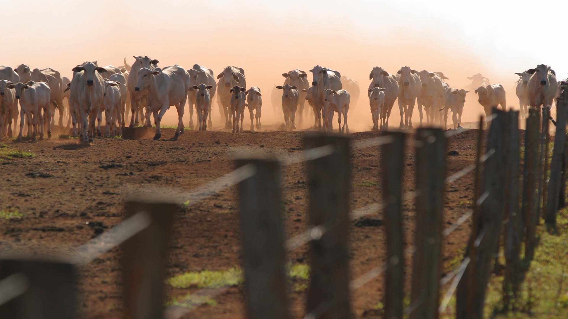 Imagem ilustrativa para pecuaria; regra do ciclo pecuário ainda não virou | Crédito: Schutterstock cattle