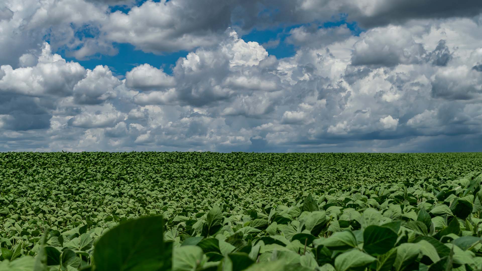 BTG recupera fazenda em MT