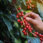 Café arábica