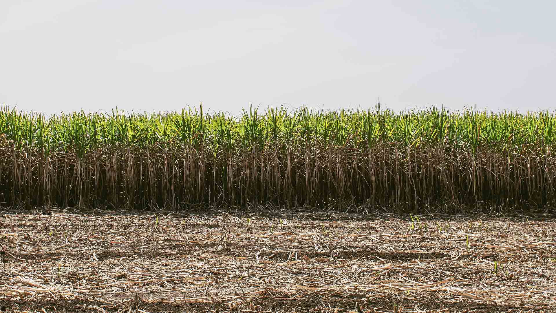 Cofco, Uisa, Balbo e Santa Isabel disputam usinas da GVO