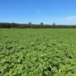 Fazenda Terra Viva, fornecedora da General Mills | Crédito: Divulgação