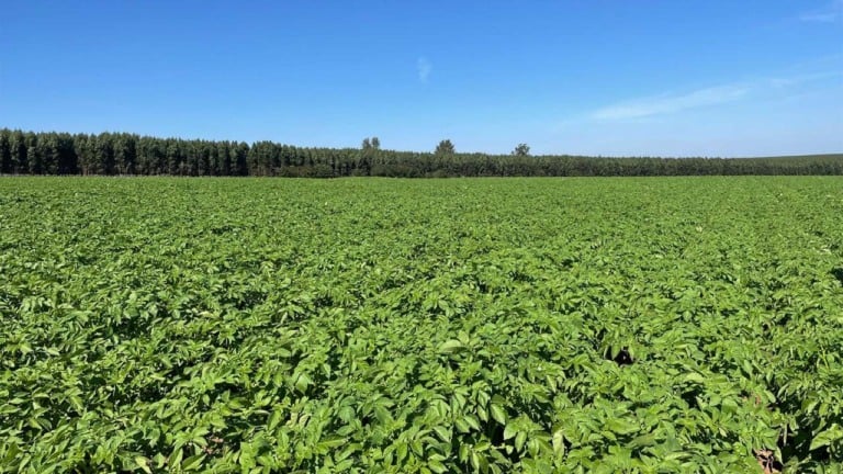 Fazenda Terra Viva, fornecedora da General Mills | Crédito: Divulgação