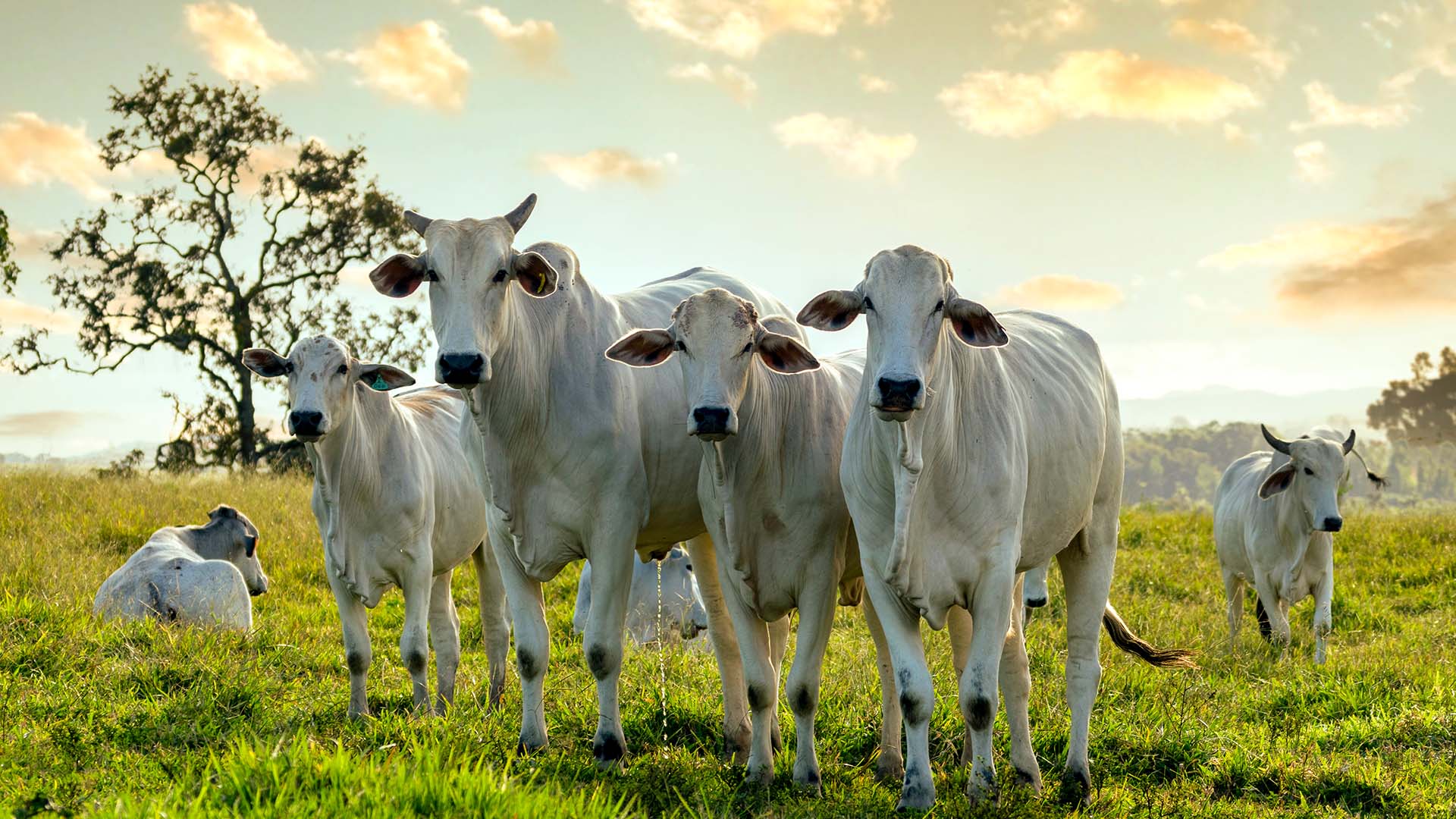 A crise na pecuária passou. Biogénesis Bagó vê retomada a caminho A crise na pecuária passou. Biogénesis Bagó vê retomada a caminho