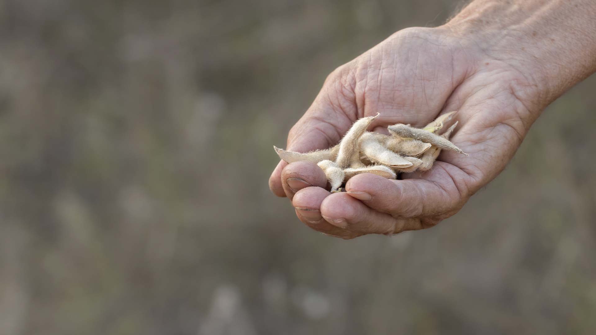 Calor e seca devem levar o Rio Grande do Sul a nova quebra de safra | Crédito: Schutterstock