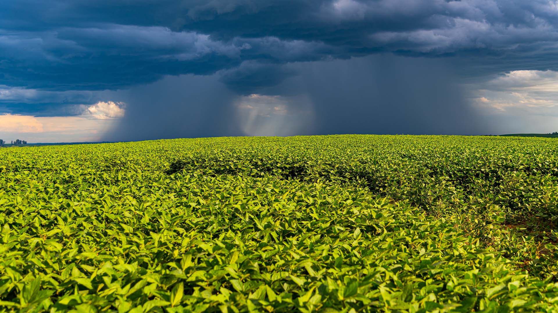 Lavoura de soja deve receber chuva | Crédito: Schutterstock