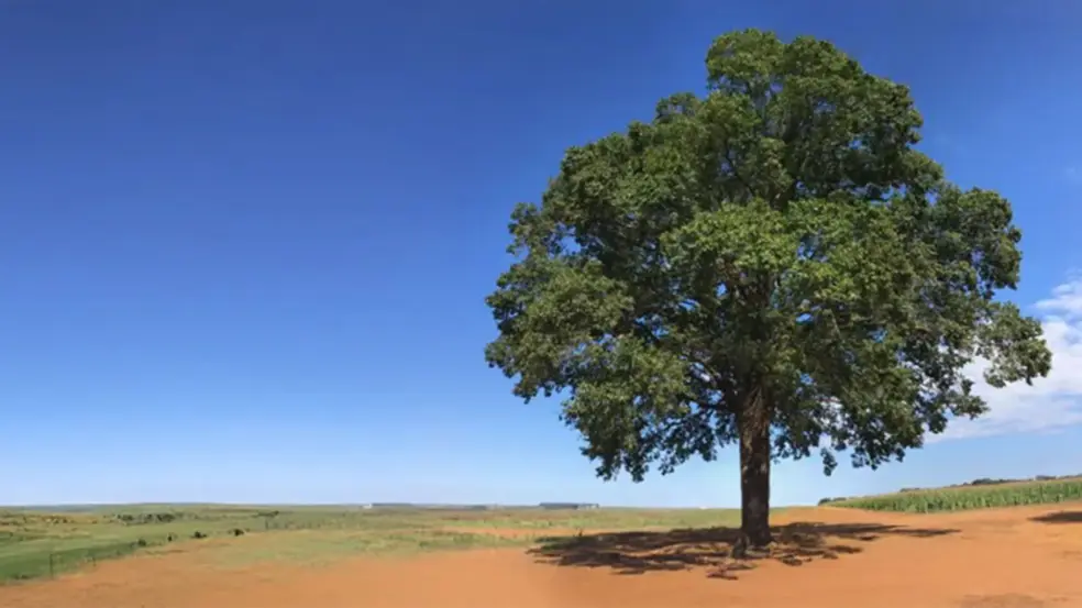 Jequitibá agro Jequitibá agro
