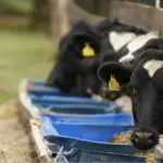 Gado leiteiro na compost barn construída recentemente na Fazenda Cachoeira das Antas, em Santa Rita de Caldas (MG) | Crédito: Divulgação