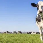 Vaca, pecuária leiteira, leite