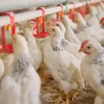 Gripe aviária investigada em granja comercial | Crédito: Schutterstock